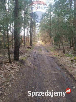 Działka Leśna w Radomiu inwestycyjna 7307m2 Radom
