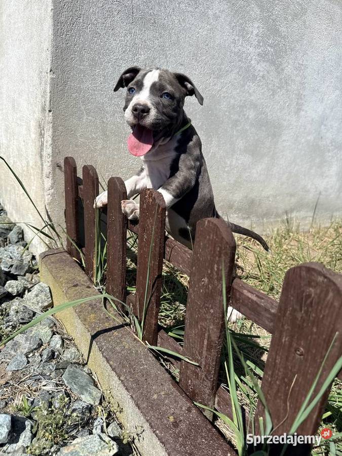 Trzy suczki Amstaff Blue Amstaff Brzeziny
