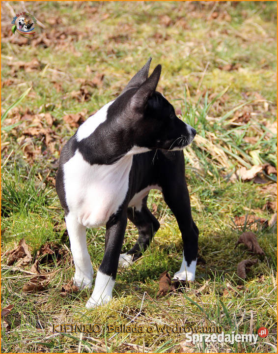 Basenji szczenięta FCI
