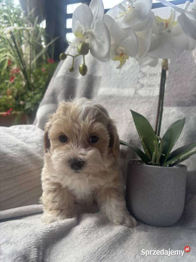 Maltipoo sunia F1 Pozostałe Częstochowa