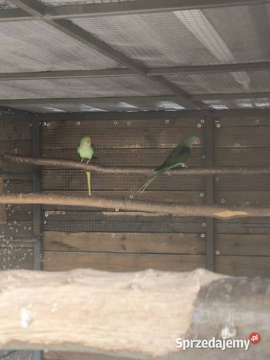 Ptaki z 2024 roku Kolonia Poczesna