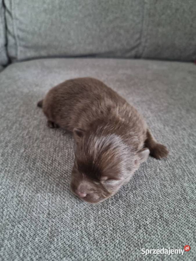 Szpic miniaturowy szczenięta Wieruszew