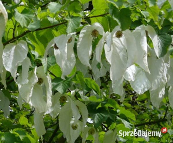 DAWIDIA CHIŃSKA Davidia involucrata-NASIONA 20 sztuki - 100g