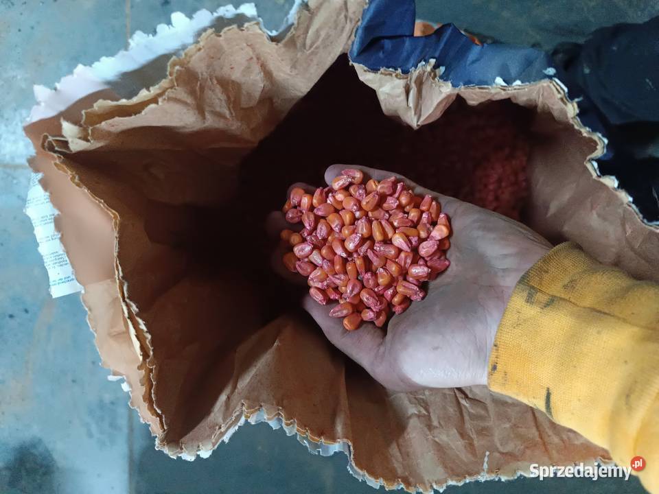 Sprzedam nasienie kukurydzy Turobin