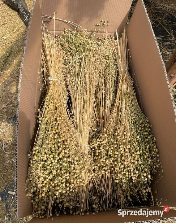 Naturalny kanar pęczki zbóż zasuszonych kłosy Lublin