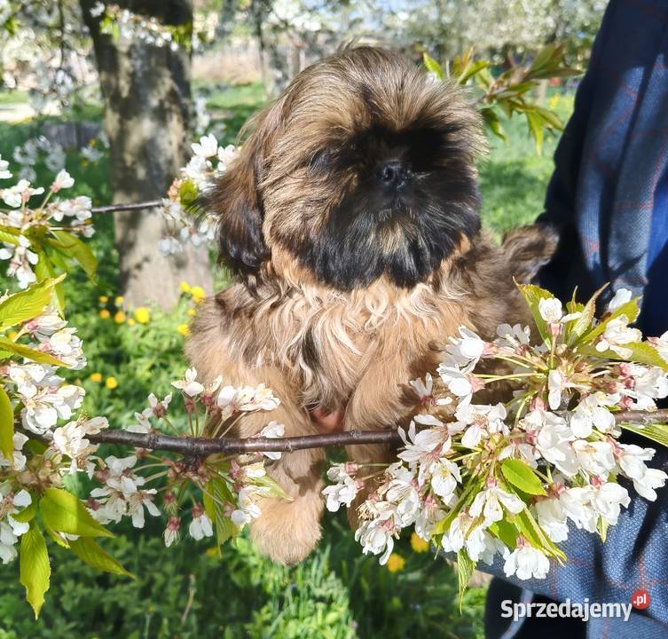 Shih tzu Suczka i Piesek Wałbrzych