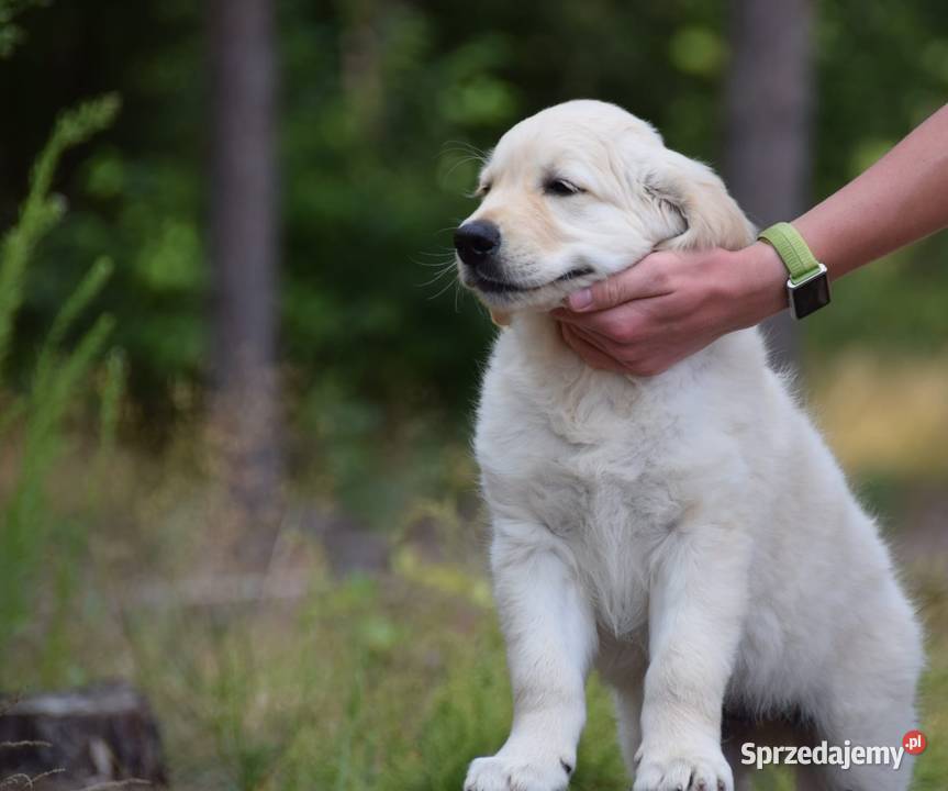 Golden Retriever Zkwp fci Łochów