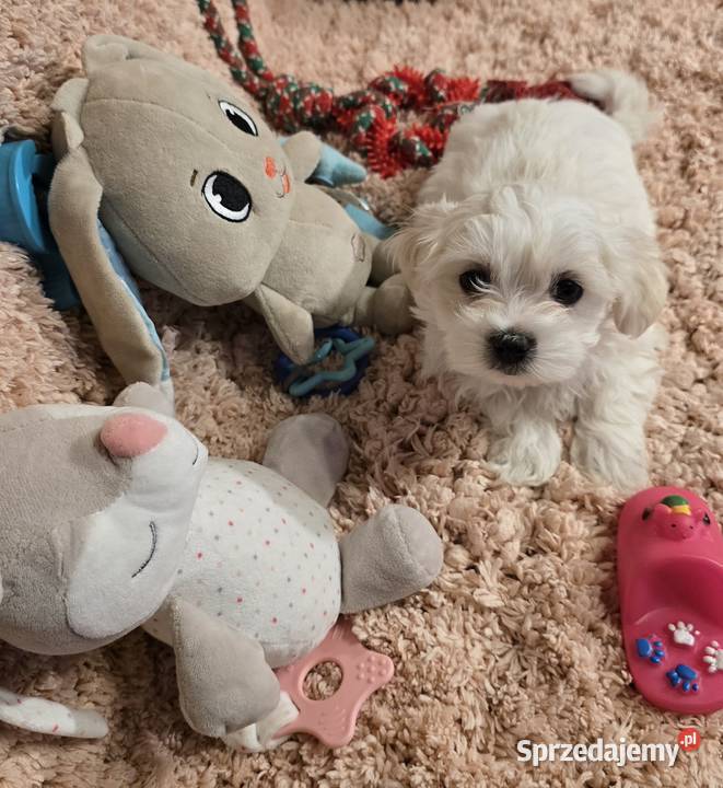 Morkie York Maltańczyk Suczki i Pieski