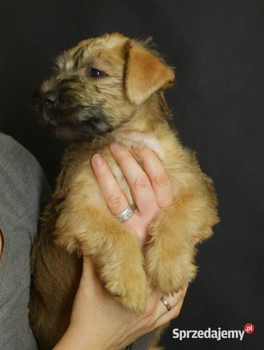 Terier pszeniczny Irish Soft Coated Wheaten Rzeszów