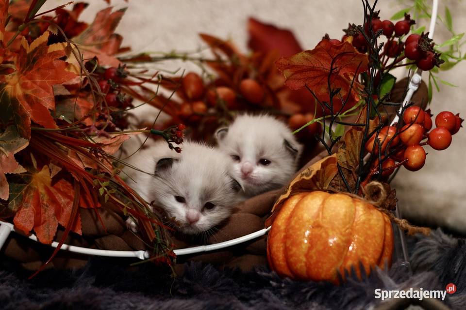 Ragdoll bracia bicolor