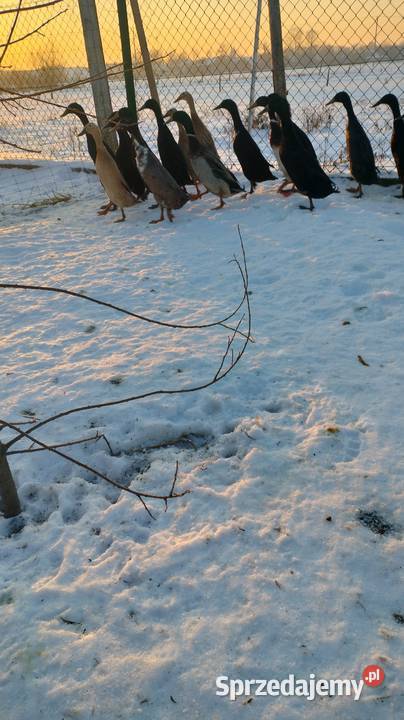 Kaczki i kaczory biegusy Szczurowa