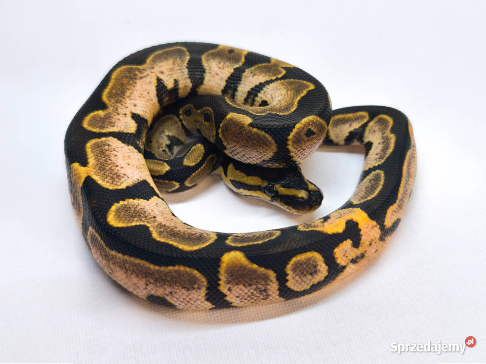 Pyton królewski Sugar Calico Python Regius Warszawa sprzedam