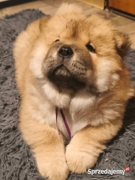 Chowchow Szczeniaki FCI zostały dwa pieski