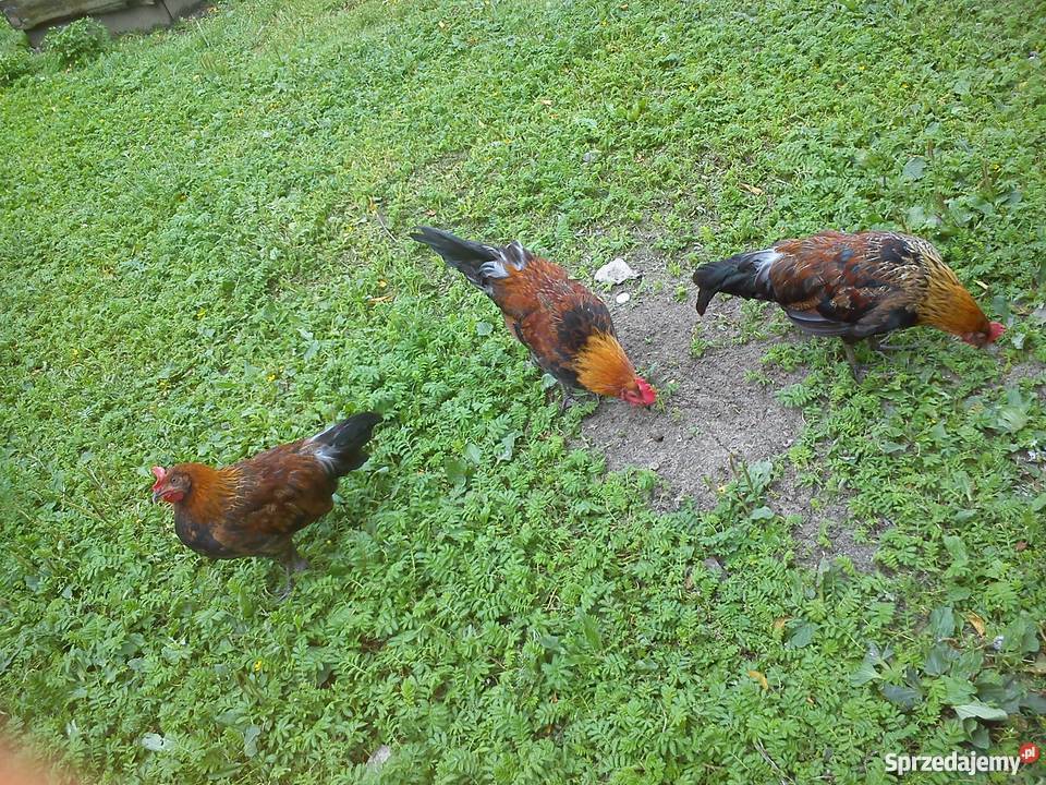 Koguty zielononóżki Zgłobień