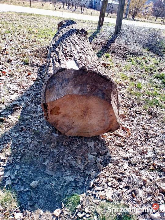 TOPOLAKŁODA Chełm sprzedam