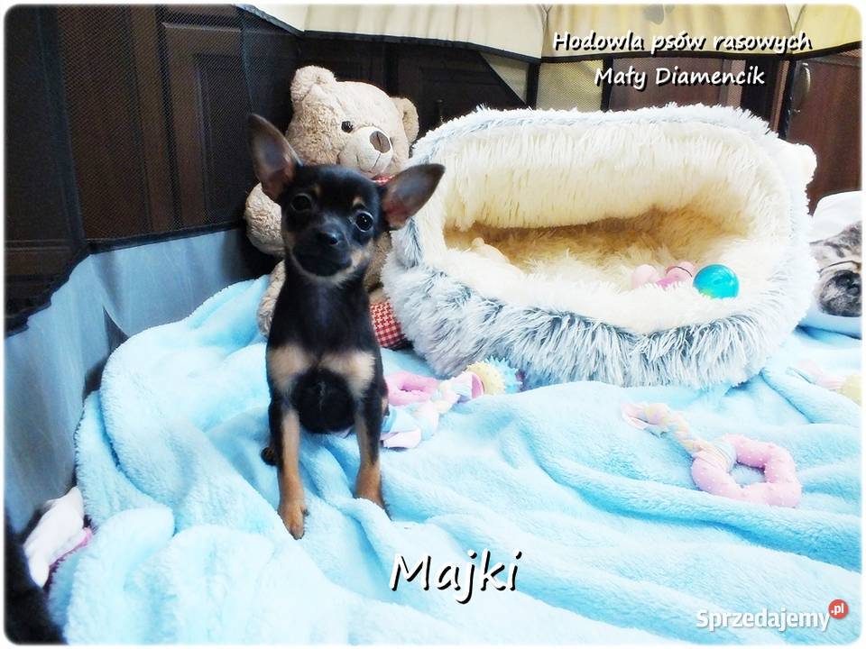 Maleńki Piesek MAJKI Pinczer miniaturowy lubuskie Żary