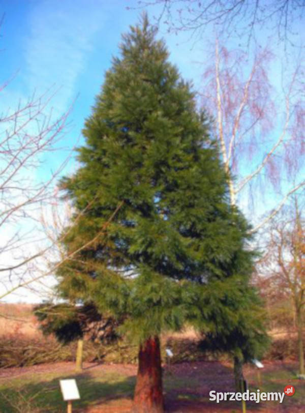 MAMUTOWIEC OLBRZYMI Sequoiadendron giganteum sprzedam