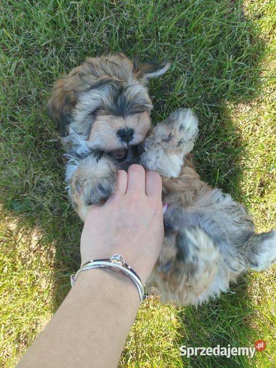 Hawańczyk szczeniak z rodowodem FCI kujawsko-pomorskie Inowrocław