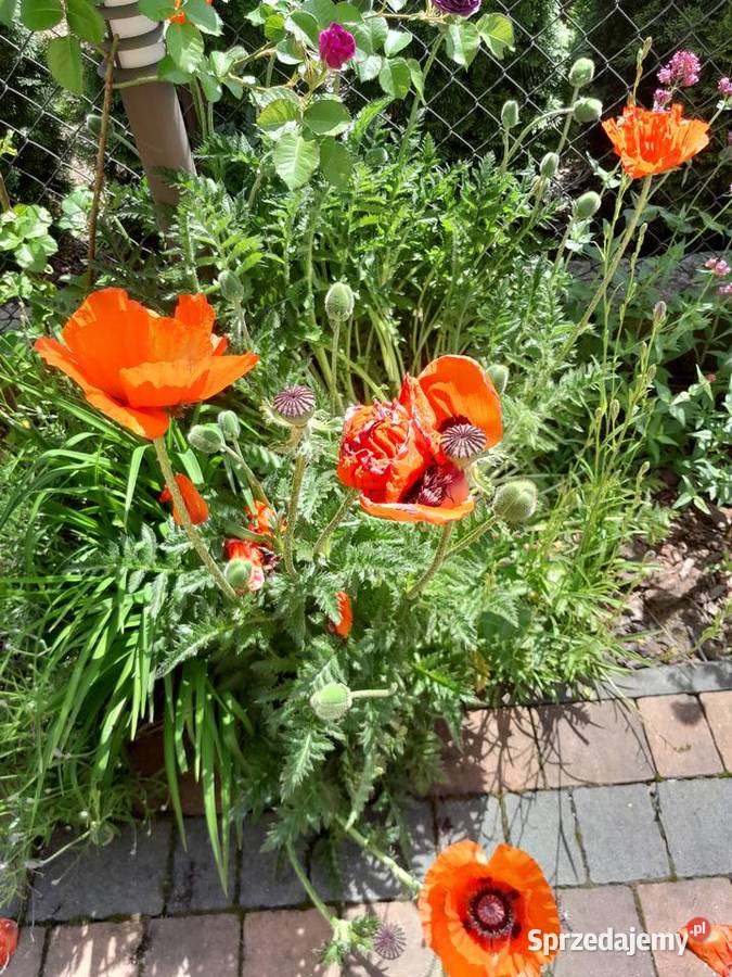 Mak wschodni Papaver orientale nasiona 025g Wieliczka sprzedam