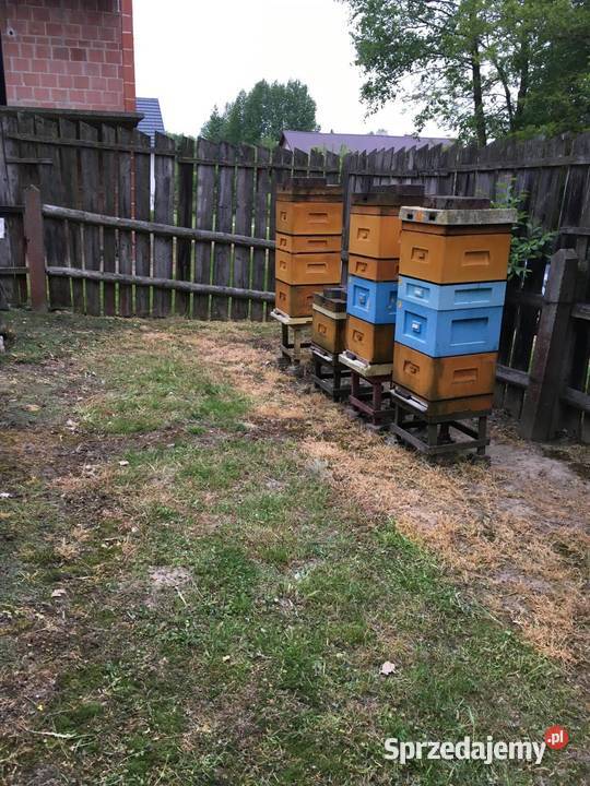 Odkłady pszczele Sędziszów Małopolski