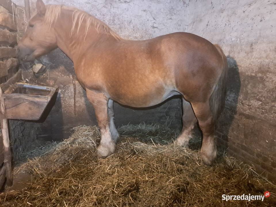 Klacz sokulską żrebna