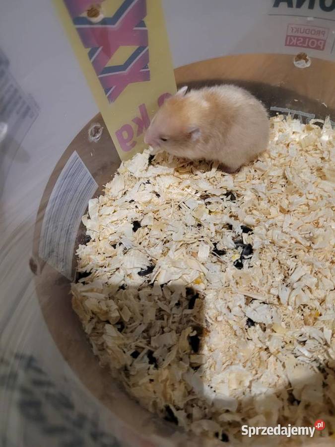 Chomiki syryjskie 4 tygodniowe Trzcianka