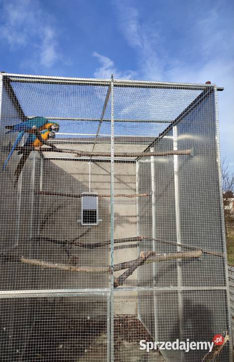 Para papug ar araraun 2023r Zwierzęta Boguchwałowice