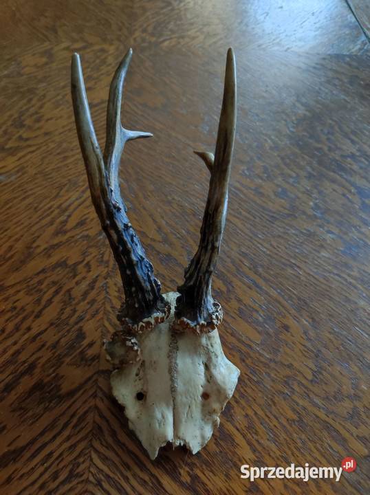 poroże porostki rogi jelenia kozła daniela Kielce