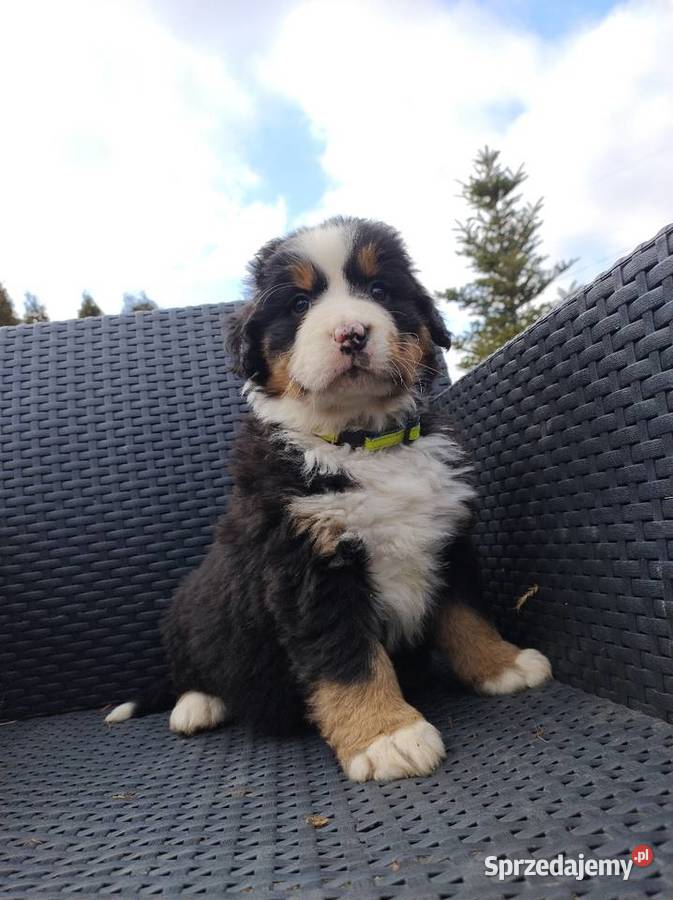 Berneński Pies Pasterski