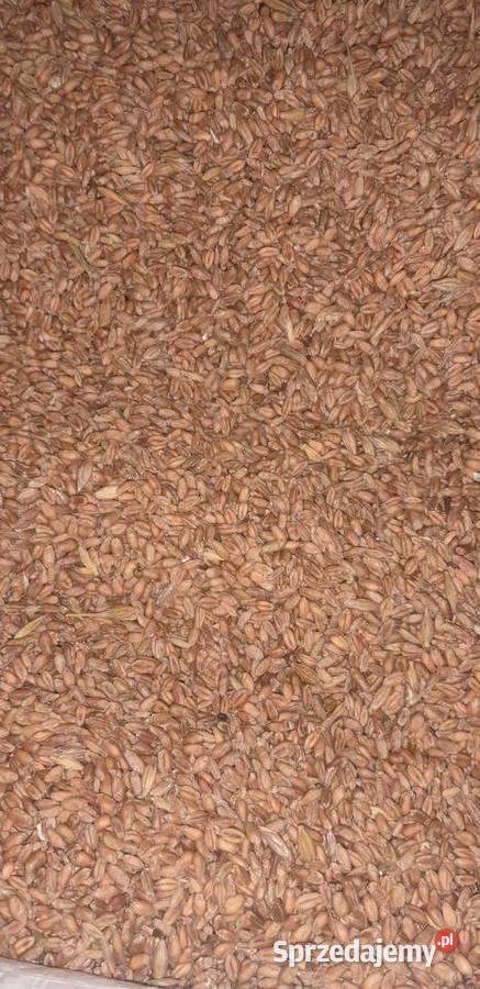 Owies sprzedam pszenica jarapszenżyto Różanna