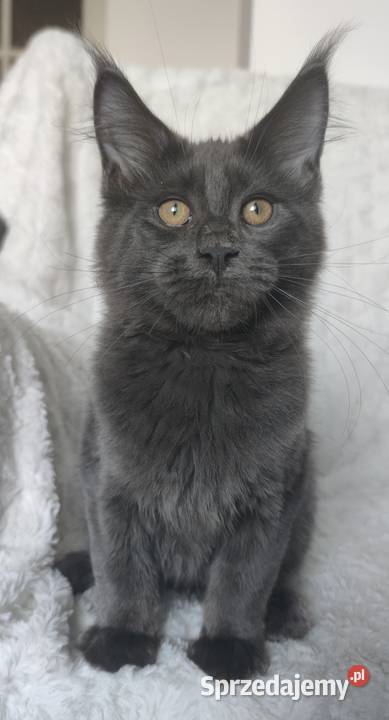 Maine Coon duże linie hodolwa FPL łódzkie Radomsko