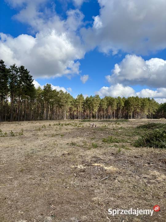 DZIAŁKA BUDOWLANA 1000 m ASFALT LAS SPOKOJNA 1000m2 Sprzedaż Krawcowizna