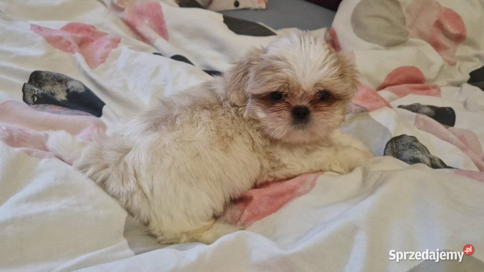 Shih tzu z rodowodem suka rodowód