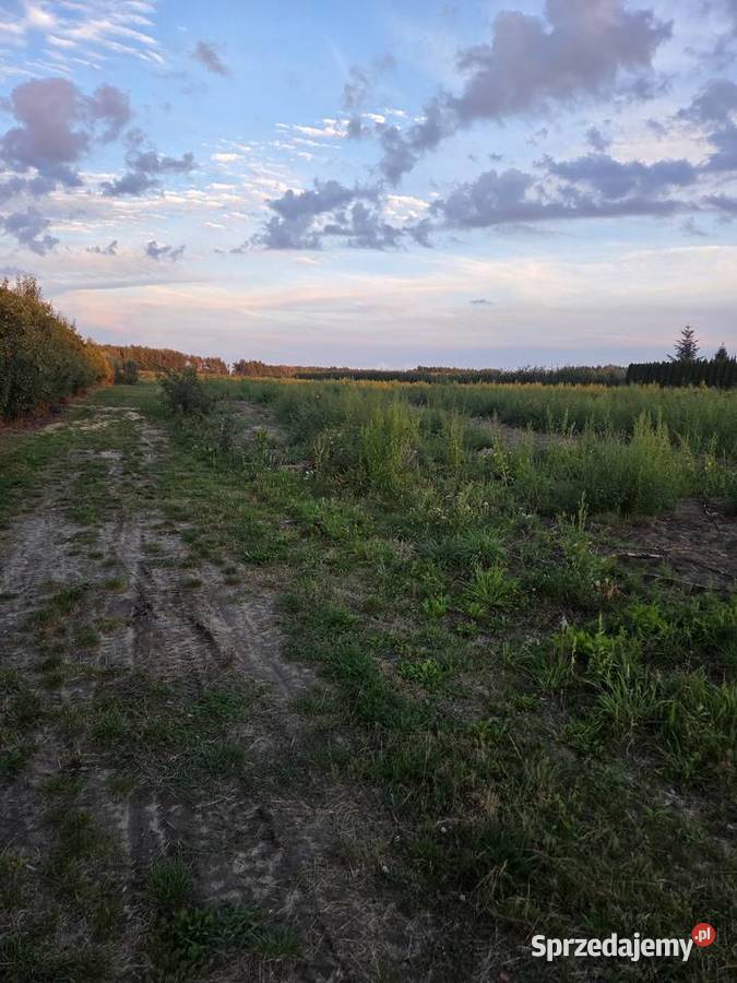 Działka 12800 m2 rolno budowlana Karolew Pniewy