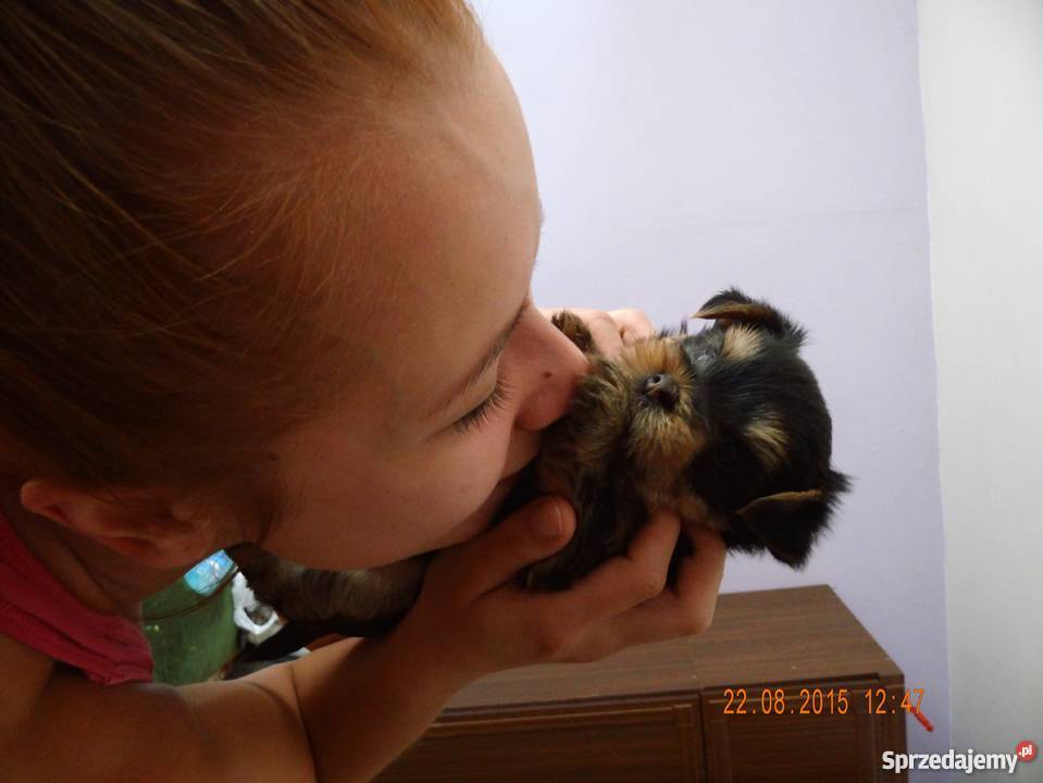 szczeniaki Yorki Sanok sprzedam