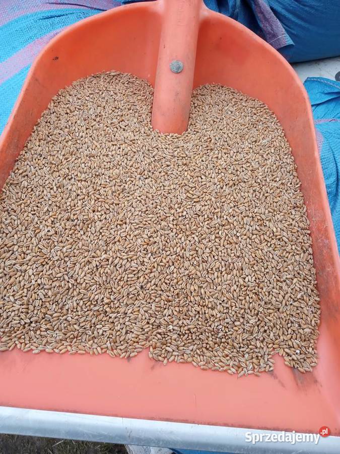 Pszenica jara Harenda łódzkie Anastazów