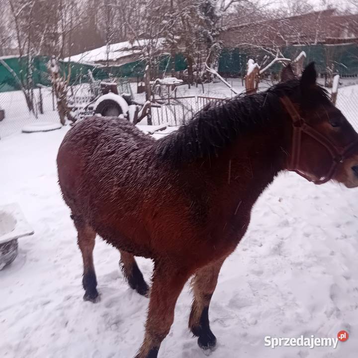 Żrebica 9 miesięcy lubelskie Chełm