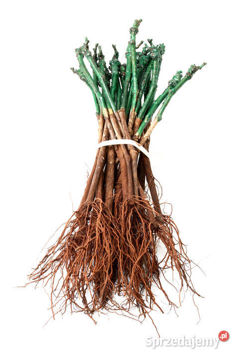 sadzonki winorośli świetna Bielsko-Biała