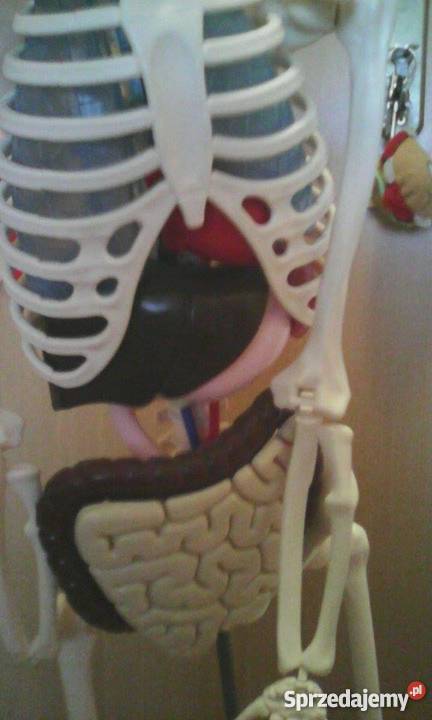 szkielet człowieka z narządami i stojakiem Chrzanów