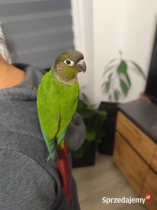 Rudosterka zielonolica Kisielów