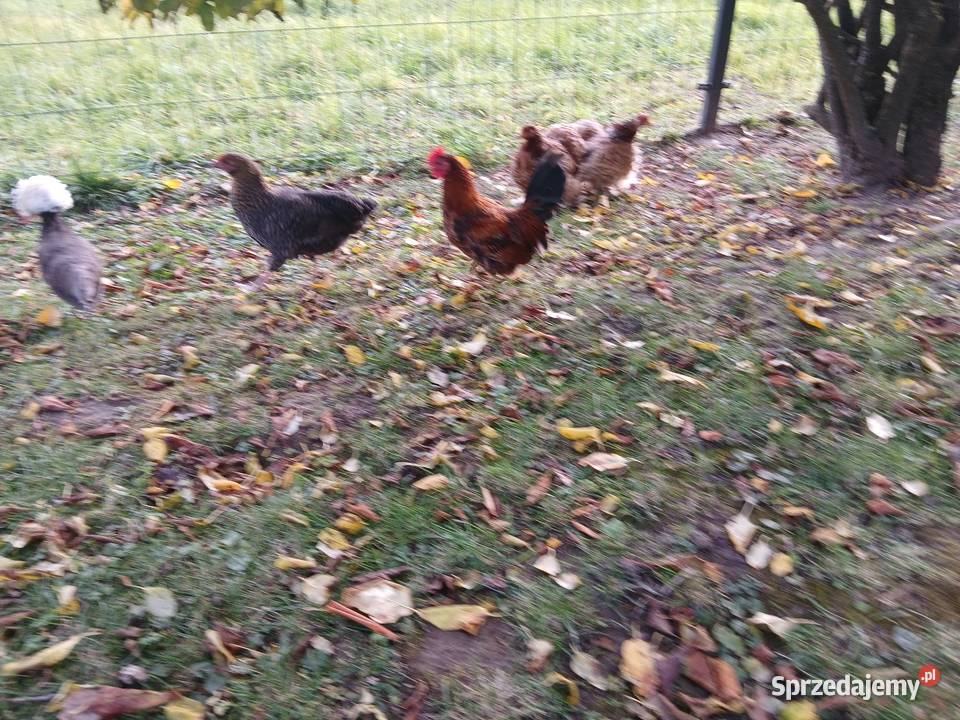 Kogutek liliputek zielononozek świętokrzyskie Czarnocin