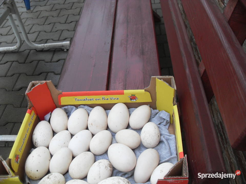 Sprzedam jaja legowe gesi gsrbanosy