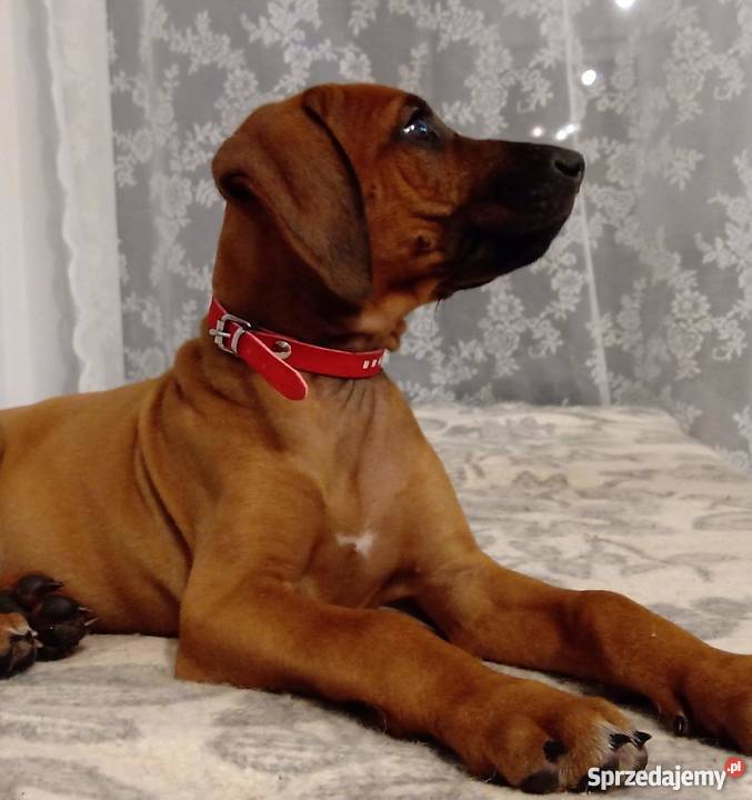 Szczenięta Rhodesian Ridgeback Żabia Wola