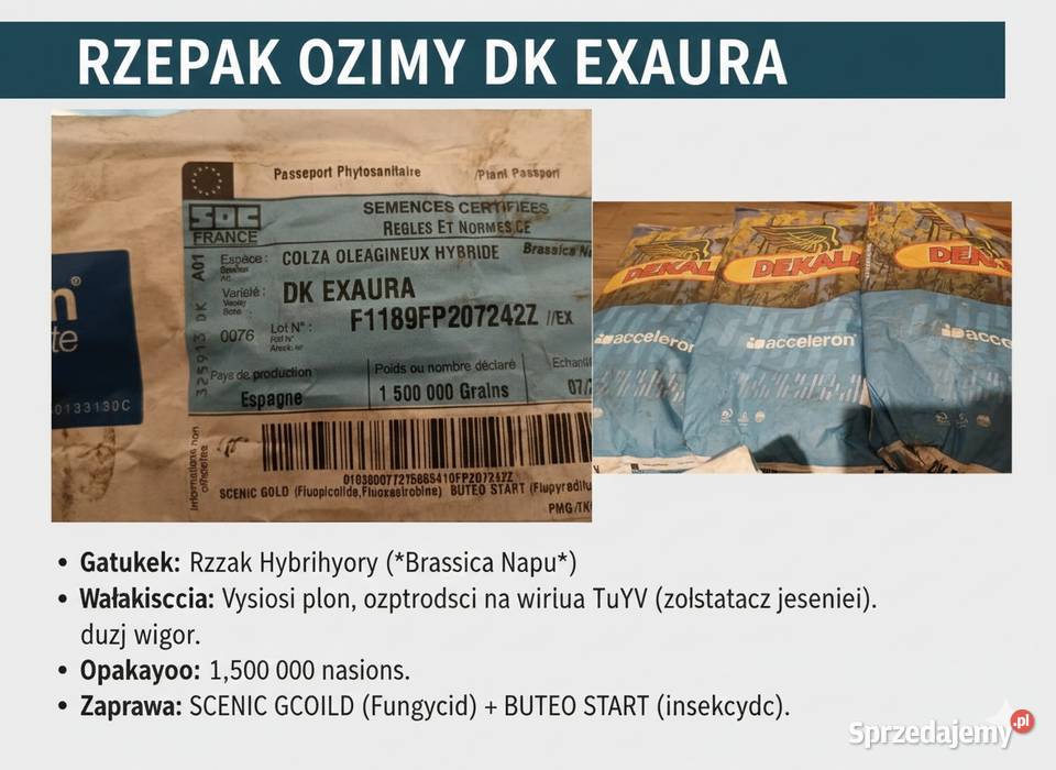 Rzepak nieuszkodzony Kamień Krajeński