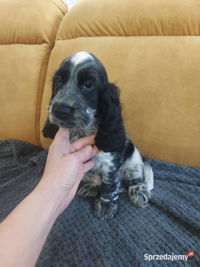 Cocker spaniel angielski Cocker Spaniel Żelazków