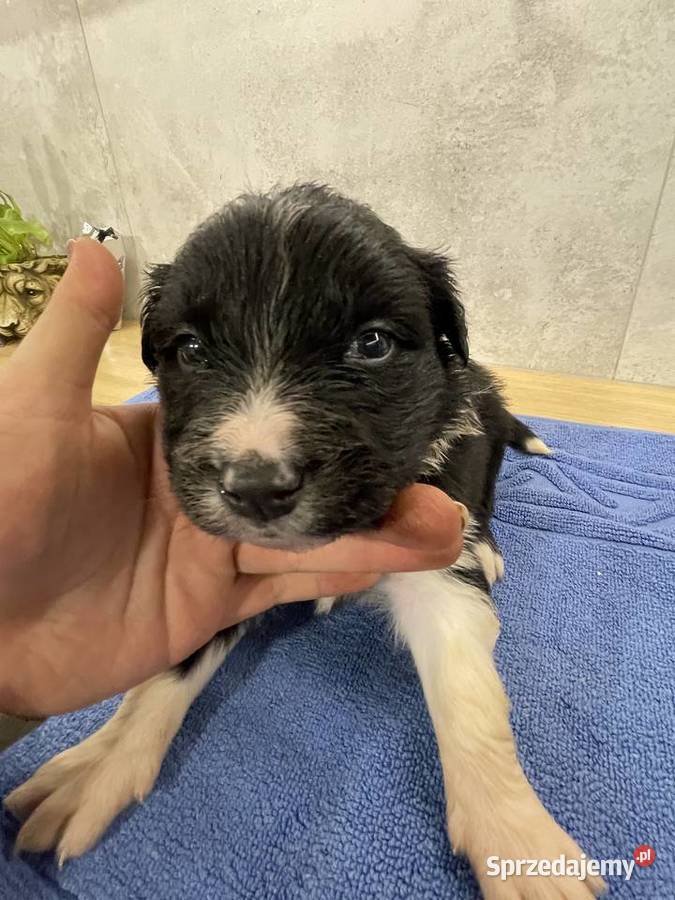 Szczeniak Border Collie czekoladowy suczka Drohiczyn