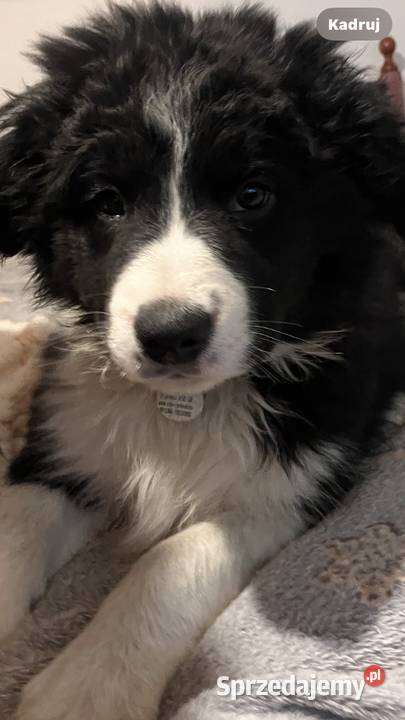 Bolde Collie szczeniaki Mrówczyno sprzedam