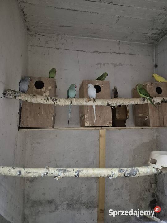 Sprzedam papugi całość Gogołowa