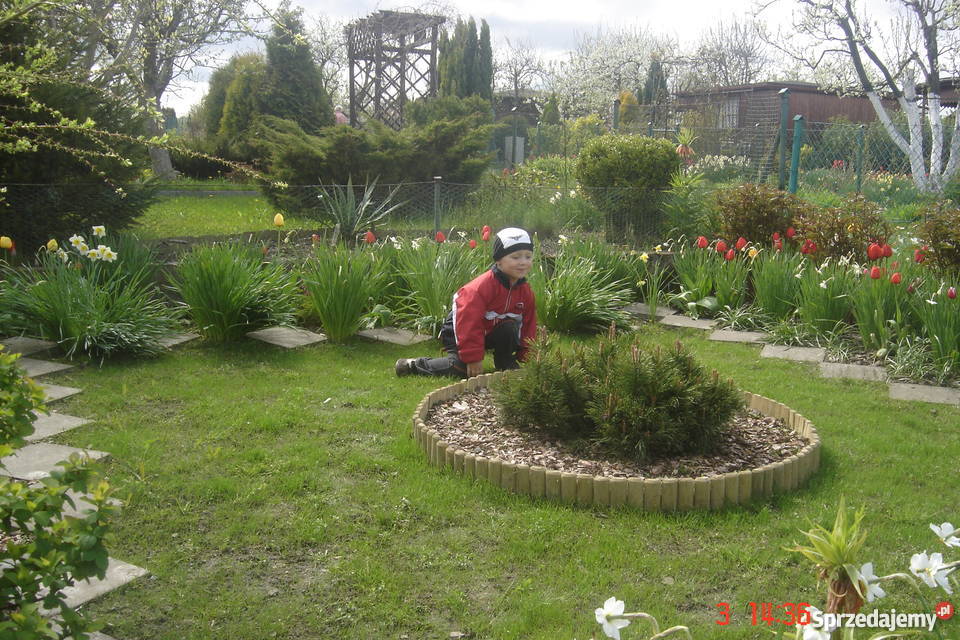 SPRZEDAM DZIAŁKĘ OGRODOWĄ GDYNIA OBŁUŻE