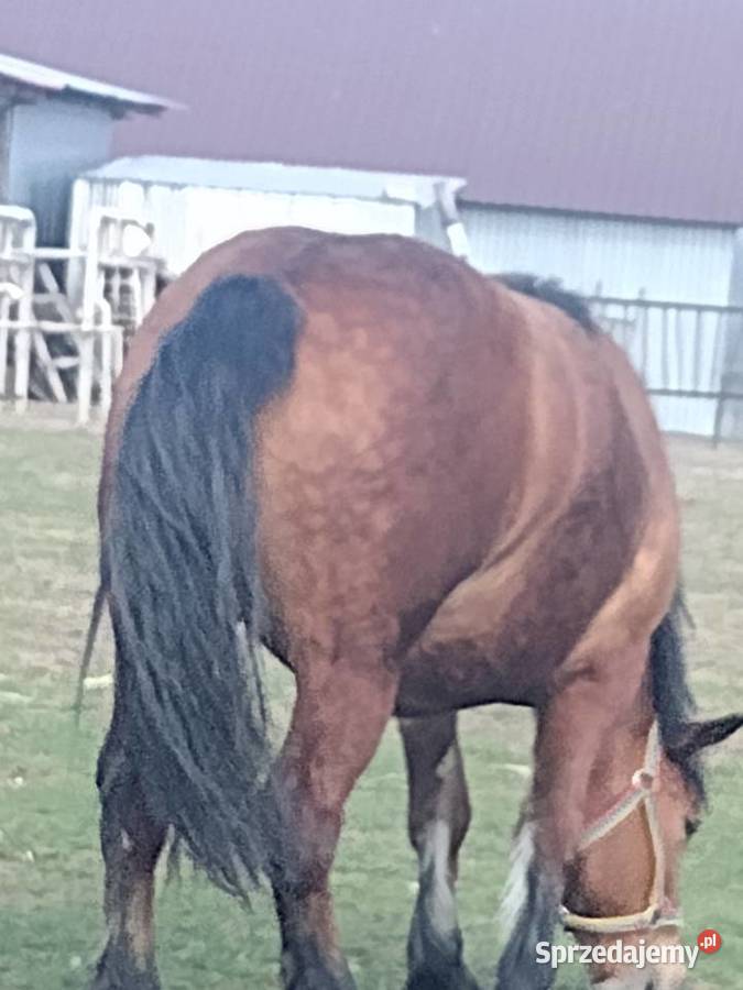 Sprzedam klacz zimnokrwista 2 lata